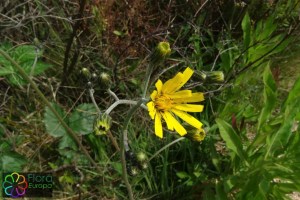 hieracium_maculatum (4)2.jpg_product